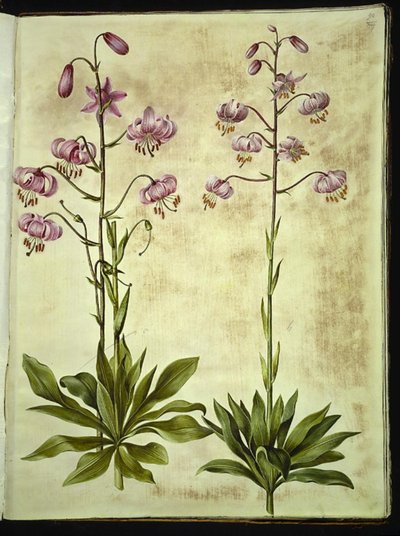 Lilium martagon by Hans Simon Holtzbecker