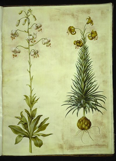 Lilium martagon (Martagon Lily); Lilium pyrenaicum (Pyrenean Lily) by Hans Simon Holtzbecker