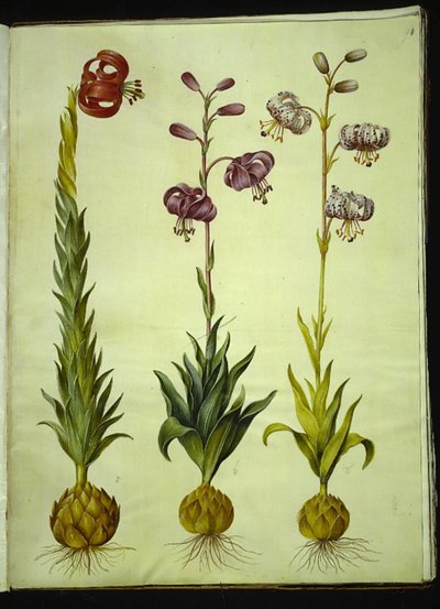 Lilium Pomponium (Pompon Lily); Lilium Martagon (Martagon Lily) by Hans Simon Holtzbecker