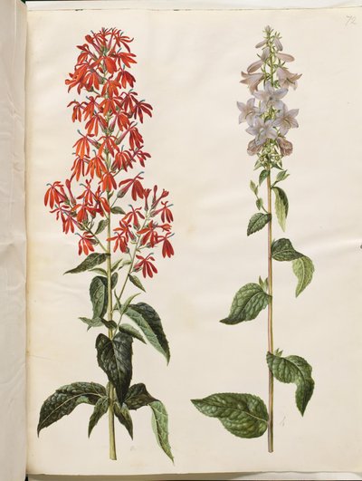 Lobelia cardinalis (cardinal flower); Campanula latifolia (giant bellflower) by Hans Simon Holtzbecker