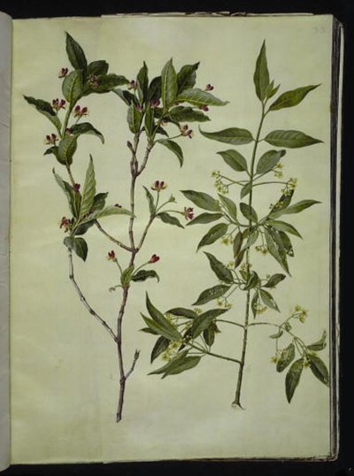 Lonicera alpigena; Euonymus europaeus by Hans Simon Holtzbecker