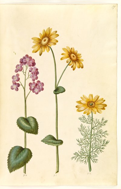 Lunaria annua (Honesty); Doronicum pardalianches (Leopard