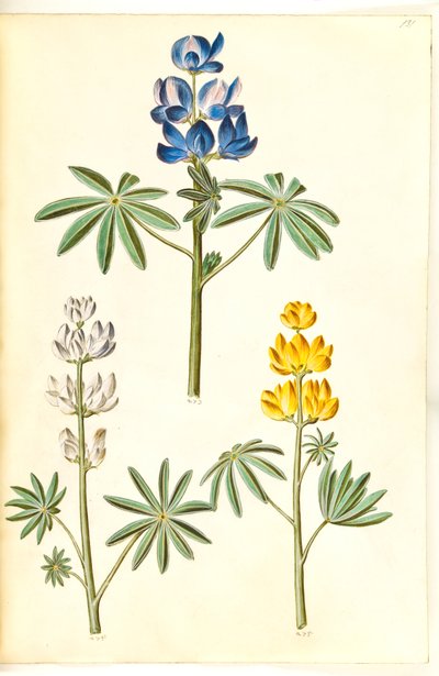 Lupinus pilosus (blue lupin); Lupinus albus (white lupin); Lupinus luteus (yellow lupin) by Hans Simon Holtzbecker