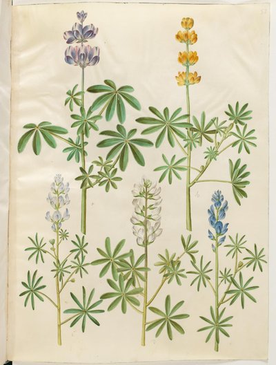 Lupinus pilosus (Blue Lupin); Lupinus luteus (Yellow Lupin); Lupinus angustifolius (Narrow-leaved Lupin); Lupinus albus (White Lupin) by Hans Simon Holtzbecker