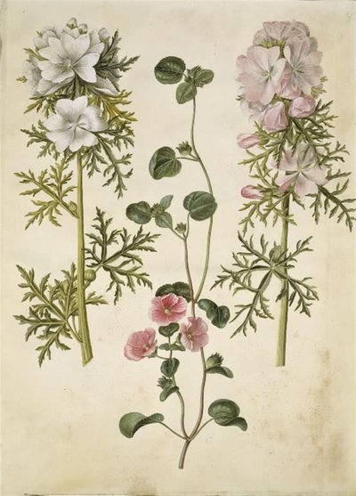 Malva moschata (Musk Mallow); Malva or Malope (species of Mallow or Malope) by Hans Simon Holtzbecker