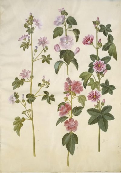 Malva sylvestris (Common Mallow); Lavatera thuringiaca (German Hollyhock) by Hans Simon Holtzbecker