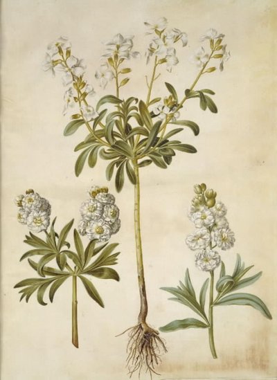 Matthiola incana (Winter Stock) by Hans Simon Holtzbecker