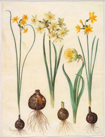 Narcissus jonquilla; Narcissus tazetta aureus; Narcissus pseudonarcissus bicolor by Hans Simon Holtzbecker