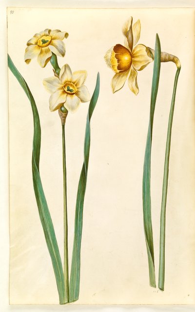 Narcissus ×medioluteus; Narcissus ×incomparabilis by Hans Simon Holtzbecker