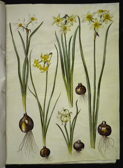 Narcissus poeticus; Narcissus triandrus; Narcissus ×medioluteus by Hans Simon Holtzbecker