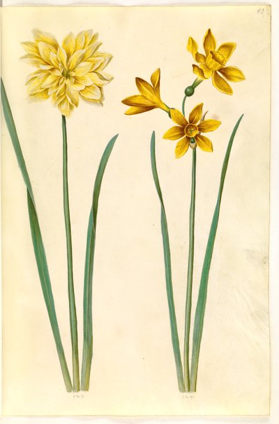 Narcissus pseudonarcissus (Daffodil); Narcissus tazetta aureus (Golden Tazetta) by Hans Simon Holtzbecker