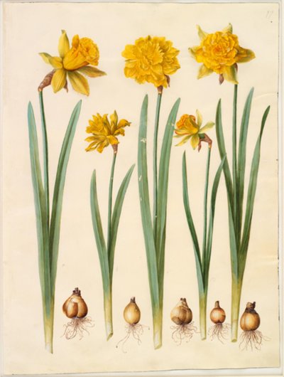Narcissus pseudonarcissus by Hans Simon Holtzbecker
