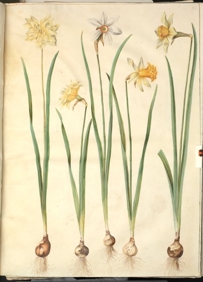 Narcissus pseudonarcissus; Narcissus poeticus; Narcissus ×incomparabilis by Hans Simon Holtzbecker