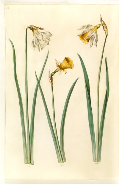 Narcissus pseudonarcissus moschatus (musk daffodil); Narcissus bulbocodium (hoop petticoat daffodil); Narcissus pseudonarcissus (daffodil) by Hans Simon Holtzbecker