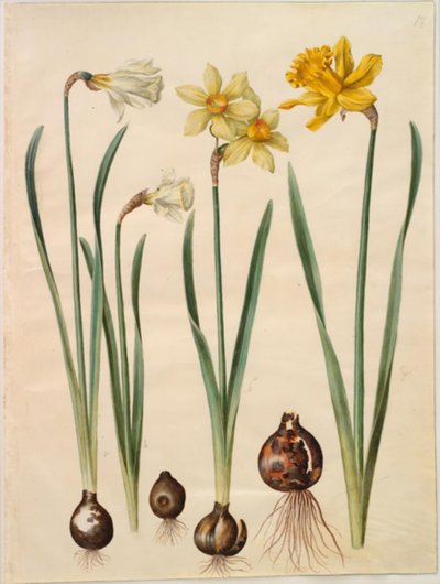 Narcissus pseudonarcissus moschatus; Narcissus ×medioluteus; Narcissus pseudonarcissus major by Hans Simon Holtzbecker