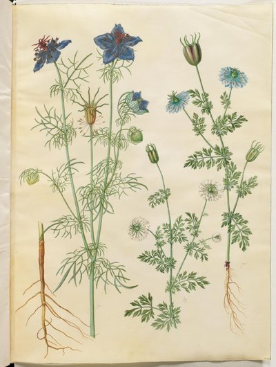 Nigella hispanica (Spanish Nigella); Nigella sativa (Black Cumin) by Hans Simon Holtzbecker