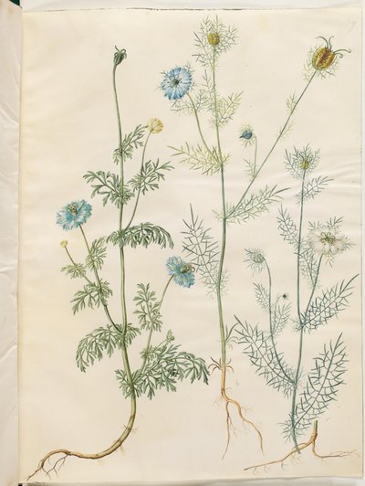 Nigella sativa (Black Cumin); Nigella damascena (Love-in-a-Mist) by Hans Simon Holtzbecker