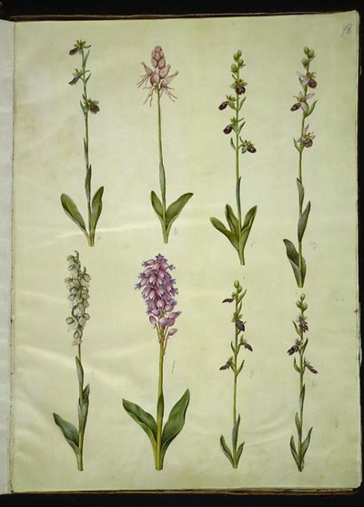 Ophrys apifera or Ophrys sphegodes (Bee Orchid or Early Spider Orchid); Orchis simia (Monkey Orchid); Ophrys apifera (Bee Orchid); Orchis (Orchid); Orchis militaris (Military Orchid); Ophrys insectifera (Fly Orchid) by Hans Simon Holtzbecker