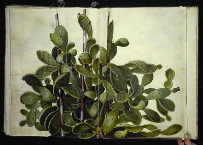 Opuntia ficus-indica, Opuntia humifusa, or Opuntia monacantha (species of prickly pear) by Hans Simon Holtzbecker