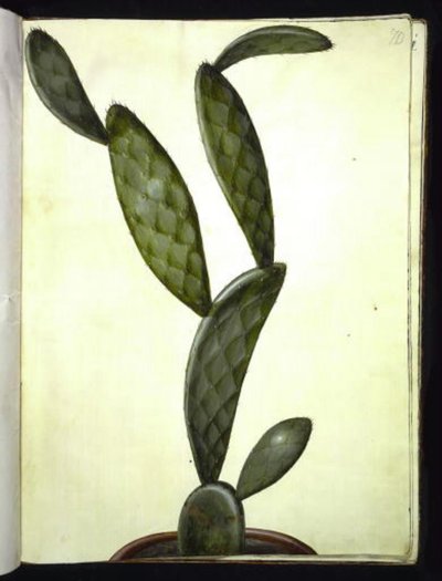 Opuntia monacantha (Prickly Pear Cactus) by Hans Simon Holtzbecker