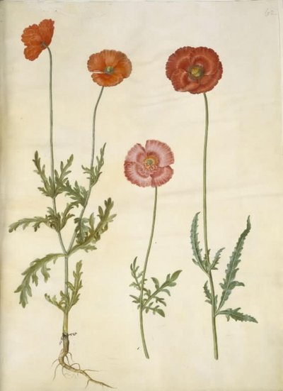 Papaver dubium (Long-headed Poppy); Papaver rhoeas (Common Poppy) by Hans Simon Holtzbecker