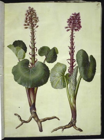 Petasites hybridus (Butterbur) by Hans Simon Holtzbecker