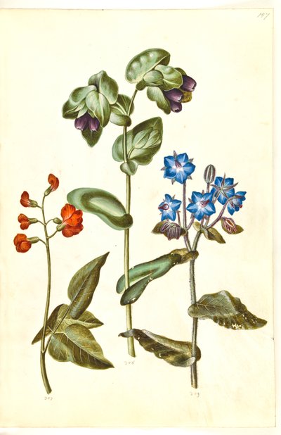 Phaseolus coccineus (Scarlet Runner Bean); Cerinthe major (Greater Honeywort); Borago officinalis (Common Borage) by Hans Simon Holtzbecker