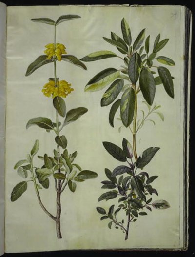 Phlomis fruticosa (Jerusalem Sage); Salvia officinalis (Common Sage) by Hans Simon Holtzbecker