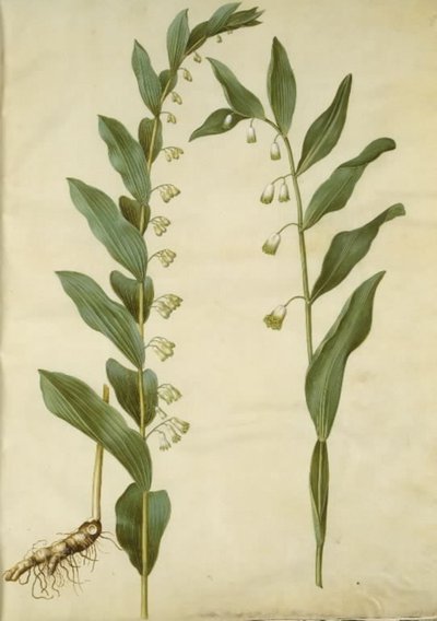 Polygonatum multiflorum (Large Solomon