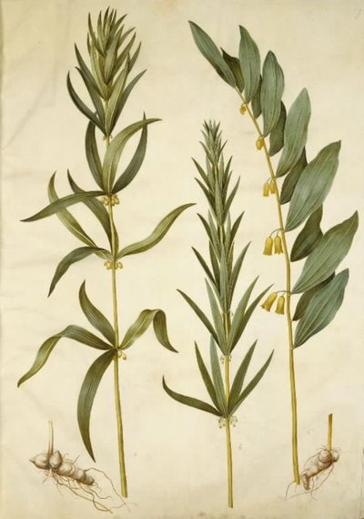 Polygonatum verticillatum (Whorled Solomon