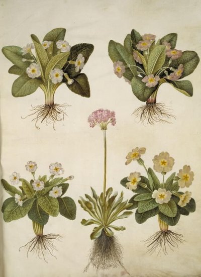 Primula Vulgaris (Hybrid of Large-Flowered Primrose); Primula Farinosa (Mealy Primrose) by Hans Simon Holtzbecker