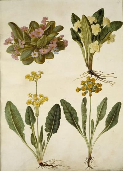 Primula Vulgaris (Carnival Primrose); Primula Vulgaris (Hybrid of Large-Flowered Primrose); Primula Veris (Hybrid of Cowslip) by Hans Simon Holtzbecker