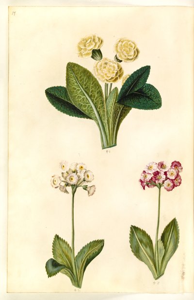 Primula vulgaris (Large-flowered Primrose); Primula ×pubescens (Garden Auricula) by Hans Simon Holtzbecker