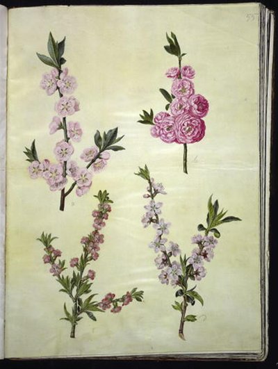 Almond; Peach by Hans Simon Holtzbecker