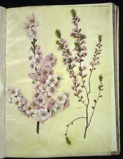 Prunus dulcis (almond); Prunus tenella (dwarf almond) by Hans Simon Holtzbecker