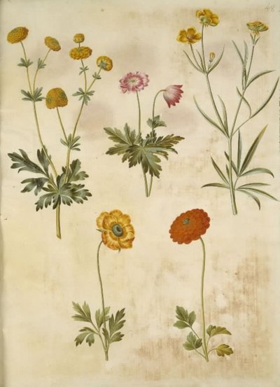 Ranunculus acris (Buttercup); Anemone nemorosa (Wood Anemone); Ranunculus illyricus (Illyrian Buttercup); Ranunculus asiaticus (Persian Buttercup) by Hans Simon Holtzbecker