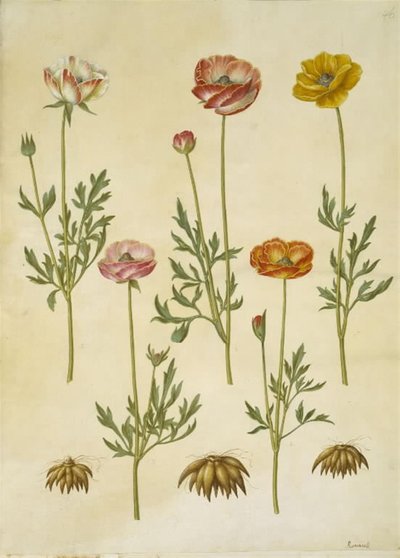 Ranunculus asiaticus (Garden Ranunculus) by Hans Simon Holtzbecker