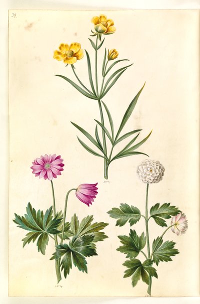 Ranunculus illyricus (Steppe Buttercup); Anemone nemorosa (Wood Anemone) by Hans Simon Holtzbecker