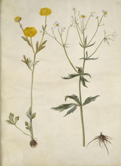 Ranunculus monspeliacus (Silk Buttercup); Ranunculus aconitifolius (Aconite-leaved Buttercup) by Hans Simon Holtzbecker
