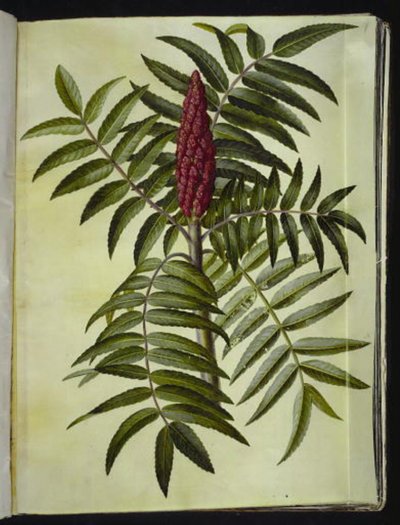 Rhus Typhina (Staghorn Sumac) by Hans Simon Holtzbecker