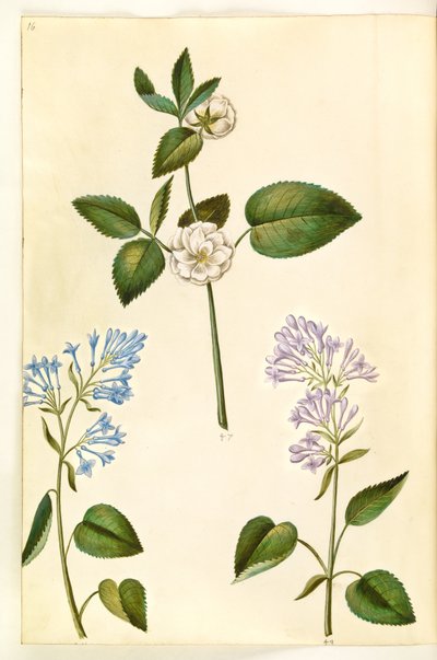 Rosa (?) (rose); Syringa vulgaris (common lilac) by Hans Simon Holtzbecker