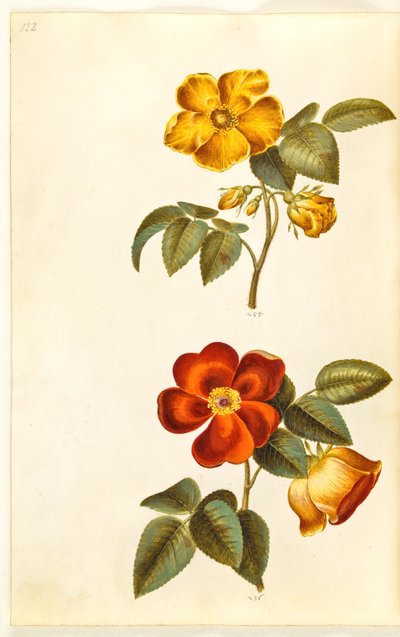 Rosa foetida (yellow rose); Rosa foetida (Turkish rose) by Hans Simon Holtzbecker