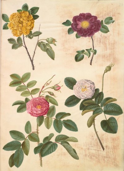 Rosa hemisphaerica (sulphur rose); Rosa gallica (velvet rose); Rosa ×damascena (damask rose) by Hans Simon Holtzbecker