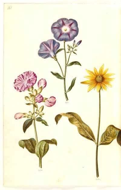 Saponaria officinalis; Convolvulus tricolor; Helianthus (?) by Hans Simon Holtzbecker