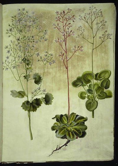 Saxifraga rotundifolia (round-leaved saxifrage); Saxifraga umbrosa (shade saxifrage); Saxifraga geum (porcelain flower) by Hans Simon Holtzbecker