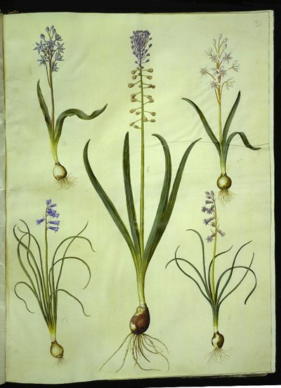 Scilla bifolia; Muscari comosum; Brimeura amethystina by Hans Simon Holtzbecker