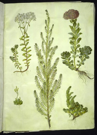Sedum album; Sedum anacampseros; Sedum; Suaeda vera; Sedum rupestre by Hans Simon Holtzbecker