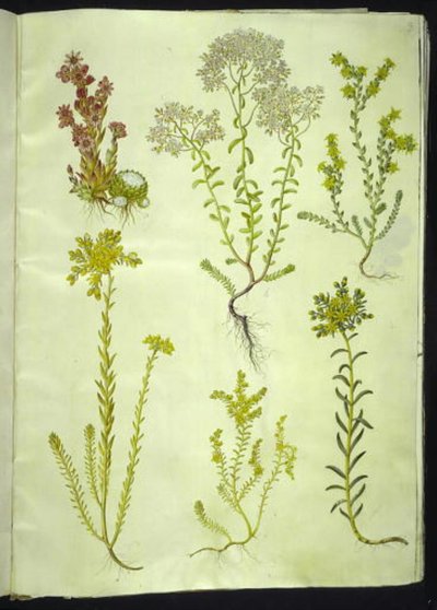 Sempervivum arachnoideum (Cobweb Houseleek); Sedum album (White Stonecrop); Sedum acre (Biting Stonecrop); Sedum rupestre (Rock Stonecrop); Sedum sexangulare (Six-rowed Stonecrop) by Hans Simon Holtzbecker