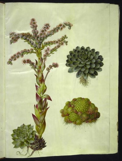 Sempervivum tectorum (Common Houseleek); Sempervivum montanum (Mountain Houseleek) by Hans Simon Holtzbecker