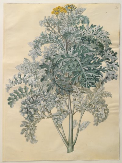 Senecio bicolor by Hans Simon Holtzbecker